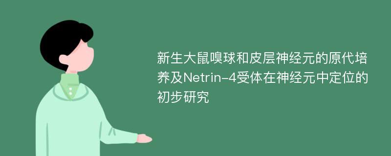 新生大鼠嗅球和皮层神经元的原代培养及Netrin-4受体在神经元中定位的初步研究